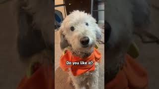 Mr Darcy’s pumpkin costume aww halloween dog puppy cutedog youtube fpy viralvideo [upl. by Ssepmet]