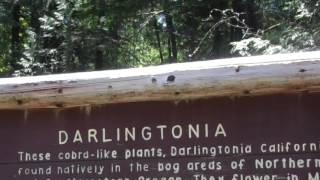 Darlingtonia Cobra Plant State Natural Site [upl. by Holcomb163]