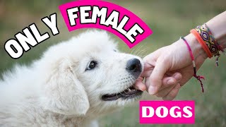 8 Super Weird Things ONLY FEMALE DOGS Do For Their Owner [upl. by Nnyled770]