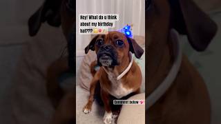 I’m not sure how I feel about it… do you like it🥳🤠🎊 barkday birthdaydog puppy birthday hat [upl. by Kirred558]