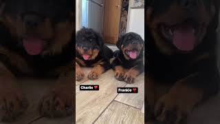 Two handsome Rottweiler Puppies 😍 [upl. by Yleek]