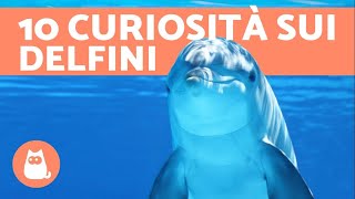 10 curiosità sui delfini [upl. by Ttirrej]