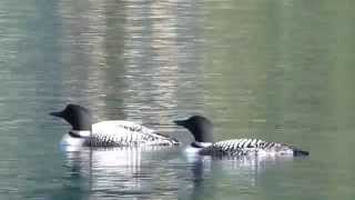 Loons on Gun Lake [upl. by Dimmick804]