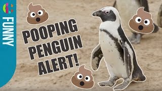 Explosive Pooping Penguin  The Zoo [upl. by Snashall]