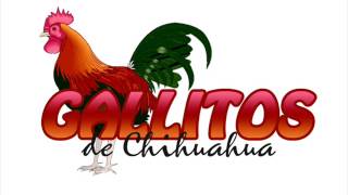 Los Gallitos de Chihuahua  Por Retenerte [upl. by Etteneg440]