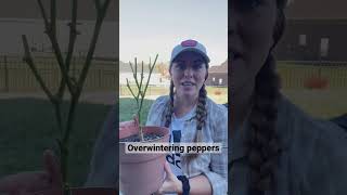 How to Overwinter Pepper Plants [upl. by Adeehsar326]