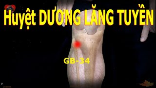 GB34  Huyệt Dương lăng tuyền  Kinh Túc thiếu dương đởm  Acupoint VIKUDO [upl. by Yemrots]