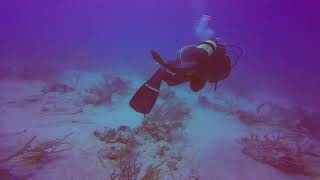 Diving in Cuba  Cayo Coco 13 2018 [upl. by Sib]