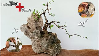 Create Inspiring Bonsai Pot Fukien Tea Bonsai [upl. by Jevon]