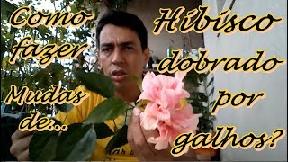 Como fazer mudas de Hibisco dobrado por galhos [upl. by Nylyoj]