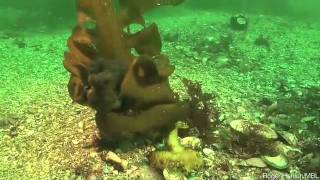 Wheres the Octopus  Video removed at request of Science Friday [upl. by Oloap]