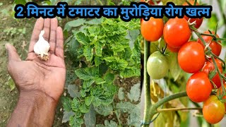 2 मिनट में टमाटर के पौधे का कीड़ा और मुरोड़िया leaf curl virus रोग बाहर निकालने का अचूक घरेलु उपाय [upl. by Aley]