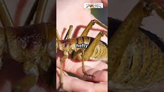 Giant Weta New Zealand’s Terrifying Titans GiantWeta AnimalFacts InsectLove [upl. by Ytnom86]