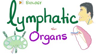 Lymphatic Organs  Primary vs Secondary [upl. by Eramat]