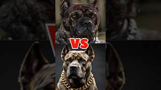 jurman shepherd vs Tibetan mastiff vs cane corco vs pitbull vs kangal [upl. by Ayotol]