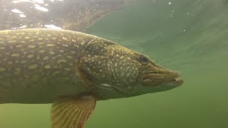 How to catch big pike and perch with Matt Hayes [upl. by Anirtruc]