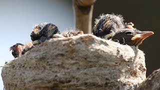 One Tree Two Nests Eight Chicks – Willie Wagtails and Magpielarks [upl. by Marlo977]