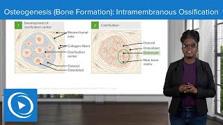 Osteogenesis Bone Formation Intramembranous Ossification – Physiology  Lecturio Nursing [upl. by Nebuer]