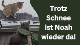 Dieser Kater stand trotz Schnee vor unserer Tür [upl. by Caassi377]