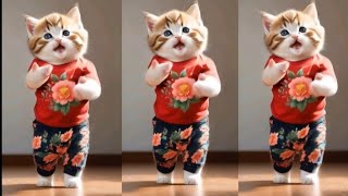 😻💃Cute cat funny dancing videodancingcat funnypet catvideos furrycornerz [upl. by Sheeran479]