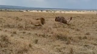 Male lion bullies big cats [upl. by Tiraj205]