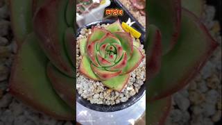 버건디 다육 식집사 윤자매 succulent plants 반려식물 원예치료 힐링 music 한숨 소향 shorts [upl. by Haizek576]