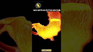 How Digestive System Works 3D Animation  facts knowledge explainedinhindi shorts fyp [upl. by Atteugram]