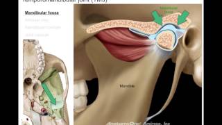 Infratemporal fossa [upl. by Lacy18]