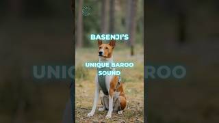 Basenji’s Unique Baroo Sound Basenji YodelingDog BarklessDogDogFacts UniquePets dogs [upl. by Morentz]