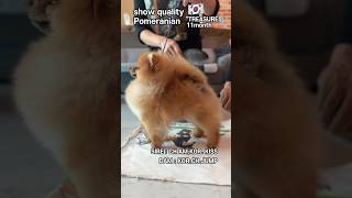 Show quality Pomeranian dogshow pomeranian showdog dog [upl. by Nostets]