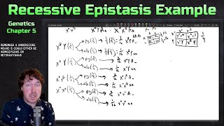 Recessive Epistasis and XLinkage Example Problem  Genetics [upl. by Bunni511]