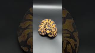 BALL PYTHON IN A BALL 🐍⚜️ reptiles snake shorts like comment subscribers youtube art [upl. by Bellamy]