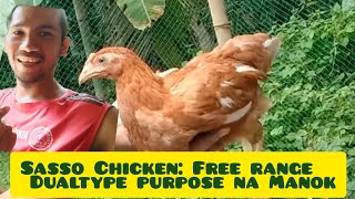 Sasso chickens Start up Free range chicken  update July 292022 [upl. by Twitt693]