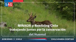 MINAGRI y Rewilding Chile trabajando juntos por la conservación del Huemul [upl. by Sillad]