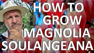 How to Plant and Grow Magnolia x soulangeana  Saucer Magnolia Tulip Tree or Chinese Magnolia [upl. by Nyrahs]