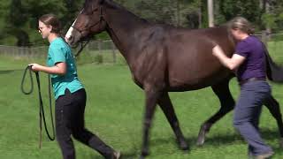 Equine Lameness Workup What your veterinarian is actually doing [upl. by Denise536]