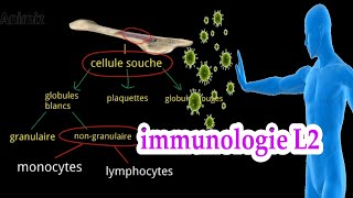 introduction a limmunologie système immunitaire L2 بالعربية [upl. by Ttezzil]