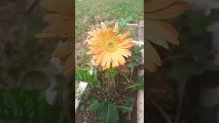 Barberton Daisy  Gerbera jamesonii  Transvaal Daisy barberton daisy botany garden plants [upl. by Nnylaj]