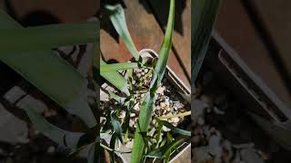 Yucca filamentosa ssp concava 🌱 yucca garden greenhouse gardening fromseed plants nature [upl. by Ellenet]