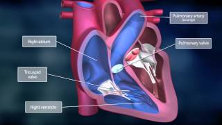 The Heart and the Systemic Circuit [upl. by Ailssa]