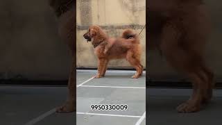 Tibetan Mastiff Puppy Sale Jaipur Rajasthan doglover shorts shortfeed trendingshorts trending [upl. by Flanagan582]