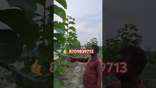 सागवान की खेती tissue culture teak plants treefarming agriculture shorts teaktree [upl. by Maurits]