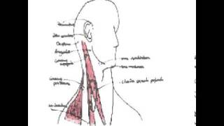 Cavité buccale oropharynx et glandes salivaires [upl. by Milli90]