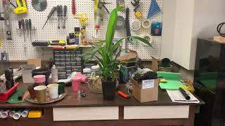 Queen palm seedling update and repotting [upl. by Amsirhc]