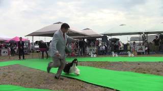 JKC Ameican Cocker Spaniel Club Speciality Show NO4 [upl. by Damicke356]