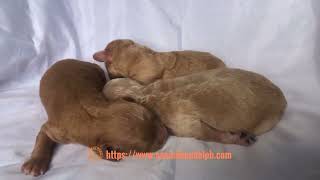 One week old toy poodle puppies [upl. by Dart]