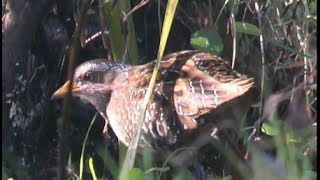 Marouette ponctuée  Spotted Crake  Tüpfelsumpfhuhn  Porzana porzana [upl. by Nolyag]