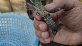 Nag Harvest ako ng CRAYFISHGUPPIESDWARF SHRIMP sa aking MB Farm [upl. by Jepson300]