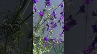 LARKSPUR FLOWER from SEED PURPLE and WHITE [upl. by Nolyag286]