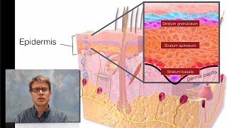 Integumentary System [upl. by Oswal]